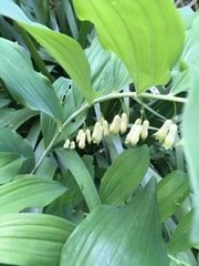 Polygonatum × hybridum