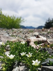 Arenaria serpens