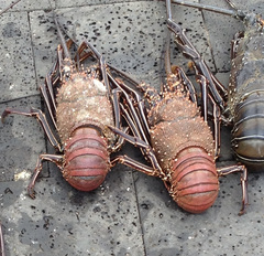 Panulirus penicillatus