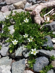 Arenaria serpens