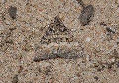 Dichromodes mesozona