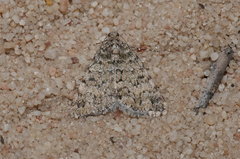 Dichromodes mesozona