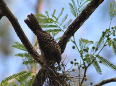 Campylorhynchus zonatus