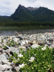 Arenaria serpens