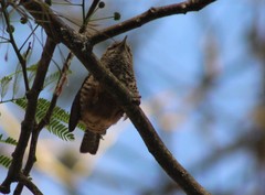 Campylorhynchus zonatus