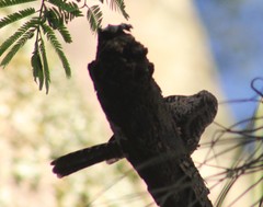 Campylorhynchus zonatus