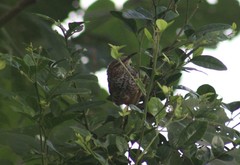 Campylorhynchus zonatus