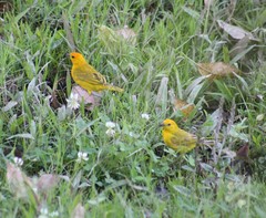 Sicalis flaveola flaveola