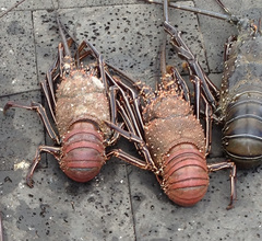 Panulirus penicillatus