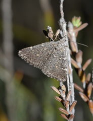 Dichromodes lygrodes