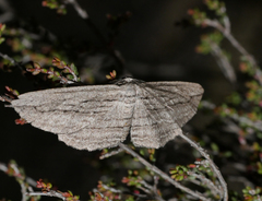Euphronarcha leptodesma