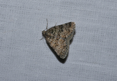 Dichromodes mesozona
