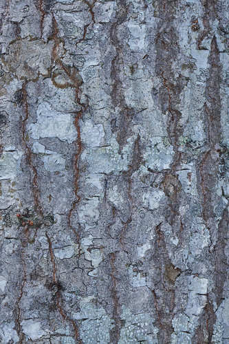 Quercus sapotifolia