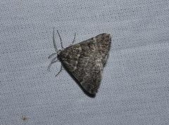 Dichromodes lygrodes