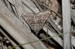 Dichromodes lygrodes