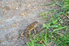 Bufo bufo