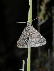 Dichromodes lygrodes