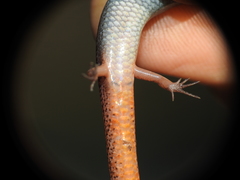Calyptotis