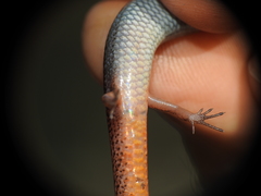 Calyptotis