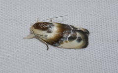 Piloprepes