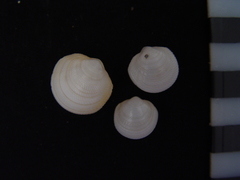 Divalinga quadrisulcata