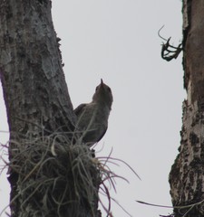 Turdus ignobilis