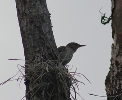 Turdus ignobilis