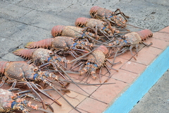 Panulirus penicillatus