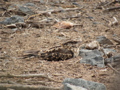 Hydropsalis torquata