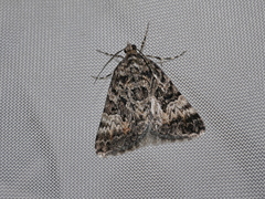 Dichromodes anelictis