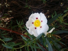 Cistus