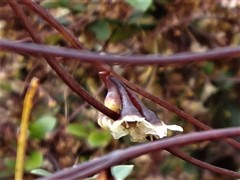 Cuscuta grandiflora