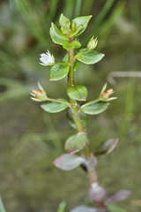 Lysimachia ovalis