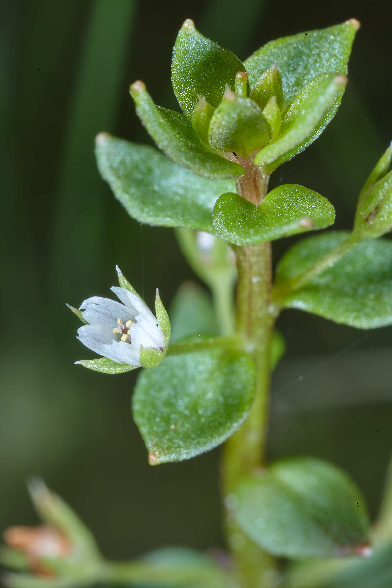 Anagallis pumila