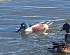 Spatula clypeata