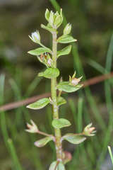 Lysimachia ovalis