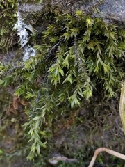 Cinclidotus fontinaloides