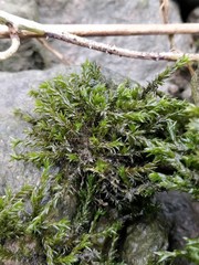 Cinclidotus fontinaloides