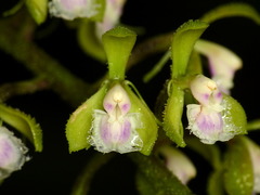 Epidendrum goodspeedianum