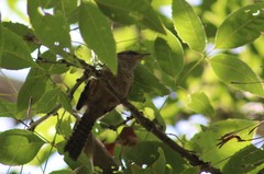 Campylorhynchus zonatus