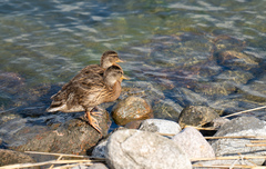 Anas platyrhynchos