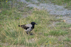 Corvus cornix