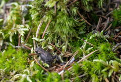 Bufo bufo