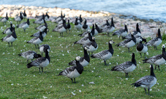 Branta leucopsis