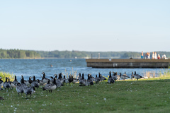 Branta leucopsis