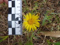 Grindelia scorzonerifolia