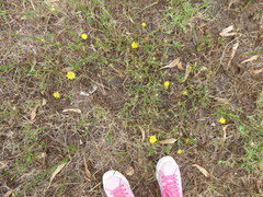 Grindelia scorzonerifolia