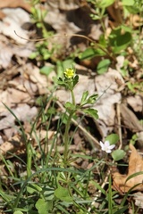 Ranunculus abortivus