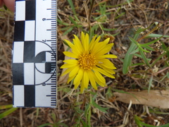 Grindelia scorzonerifolia