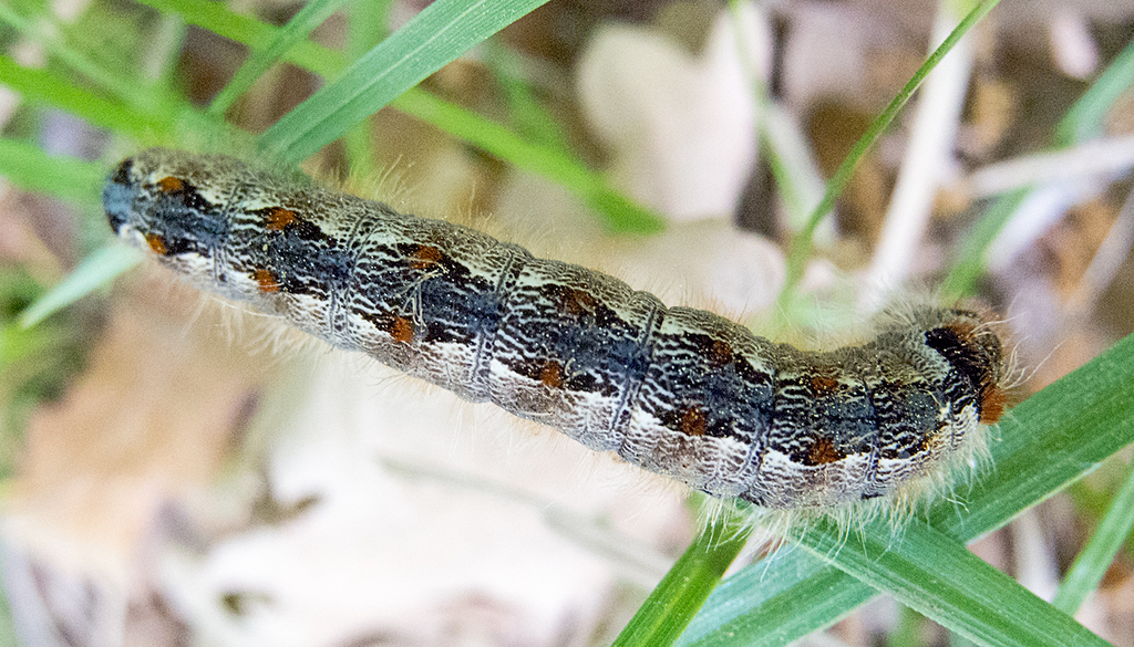 Eriogaster rimicola